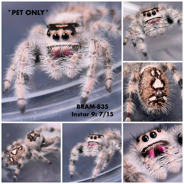 BRAM-835 *PET ONLY*