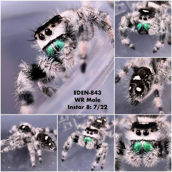 EDEN-843