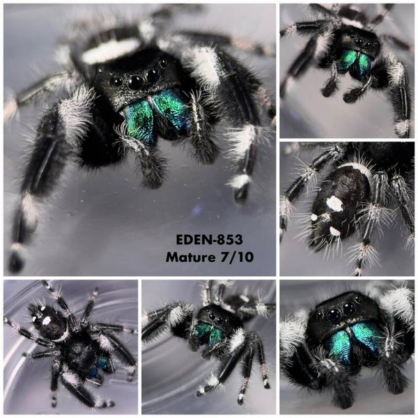 EDEN-853