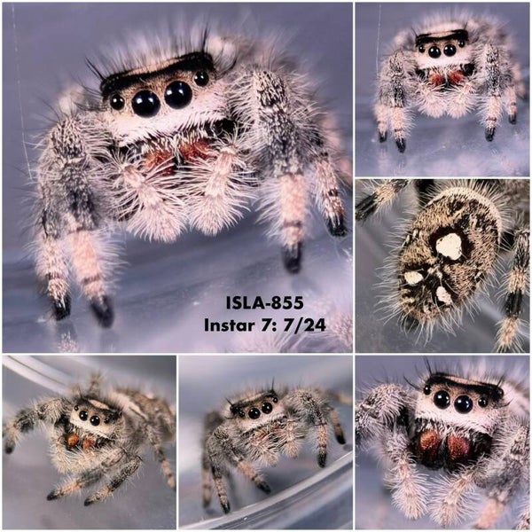 ISLA-855