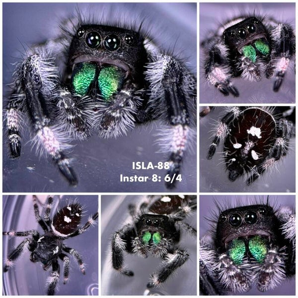 ISLA-88