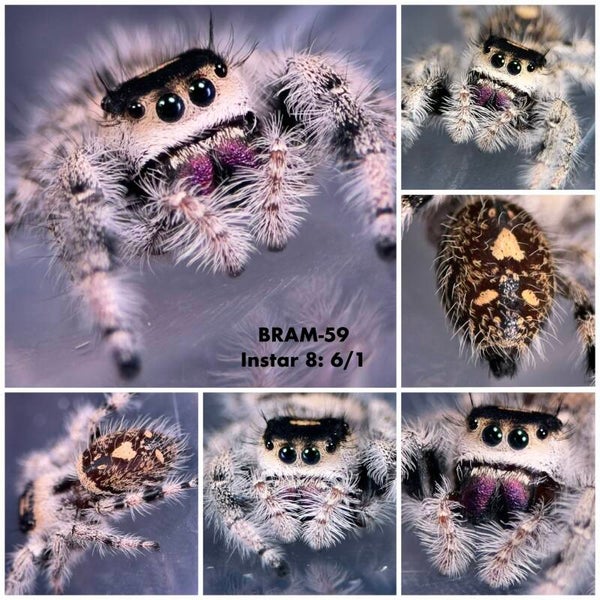 BRAM-59