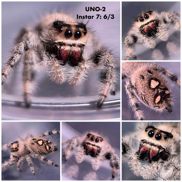 UNO-2