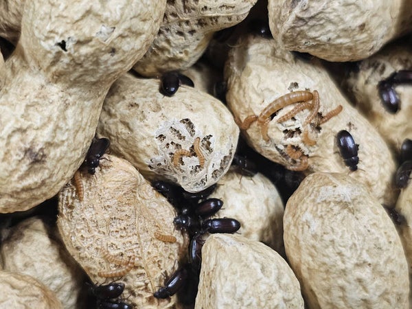 Peanut beetle larvae culture
