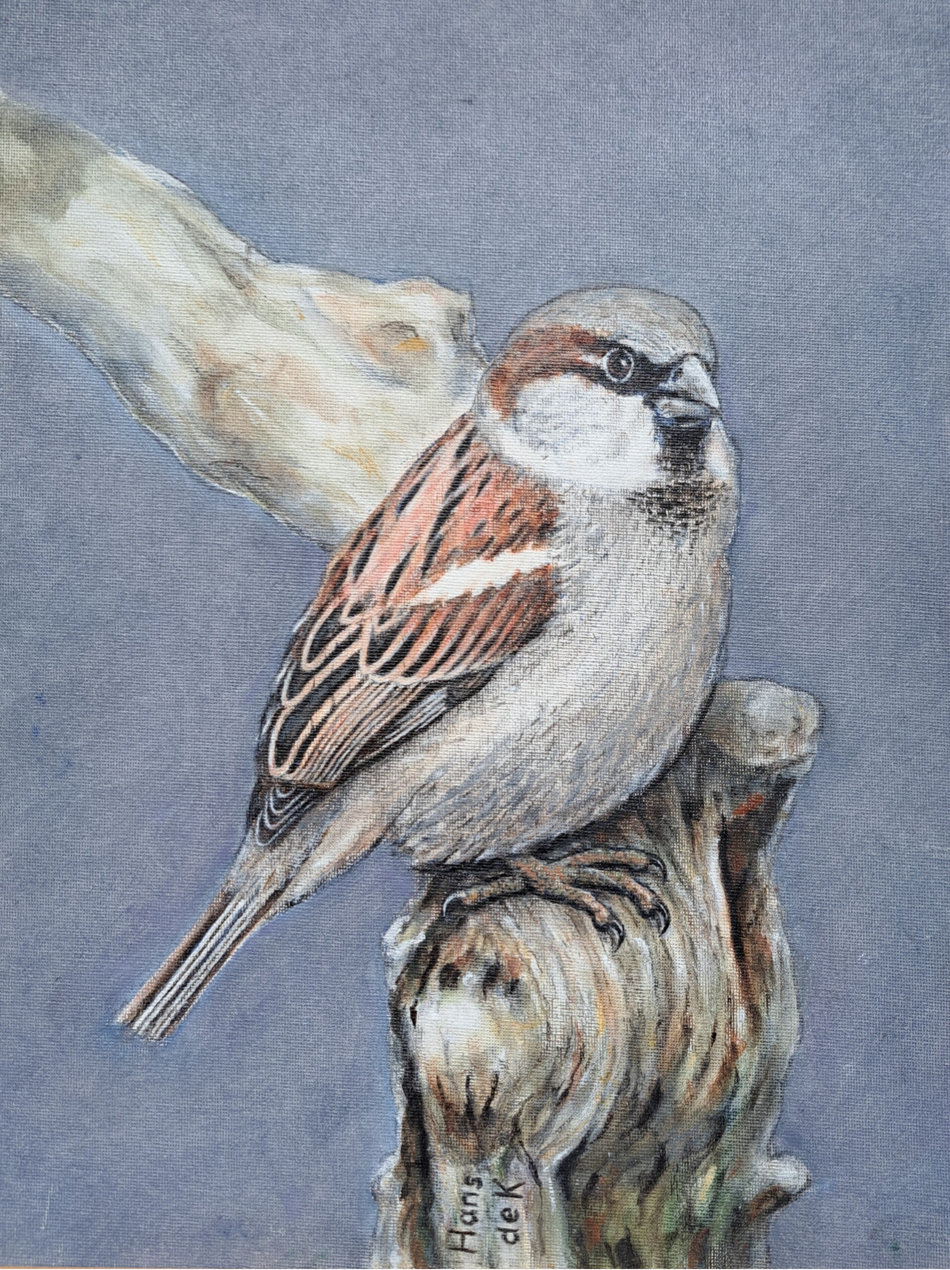 Sponsorcertificaat Stokerij Mus