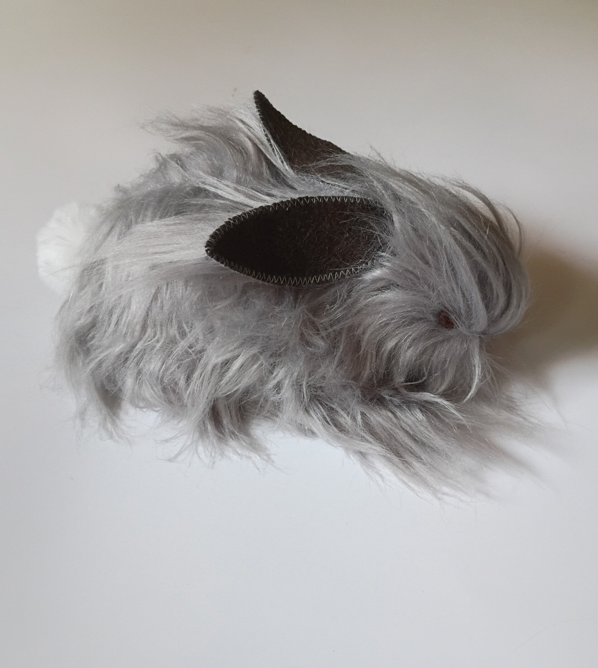 "Wolfram" the Bunny