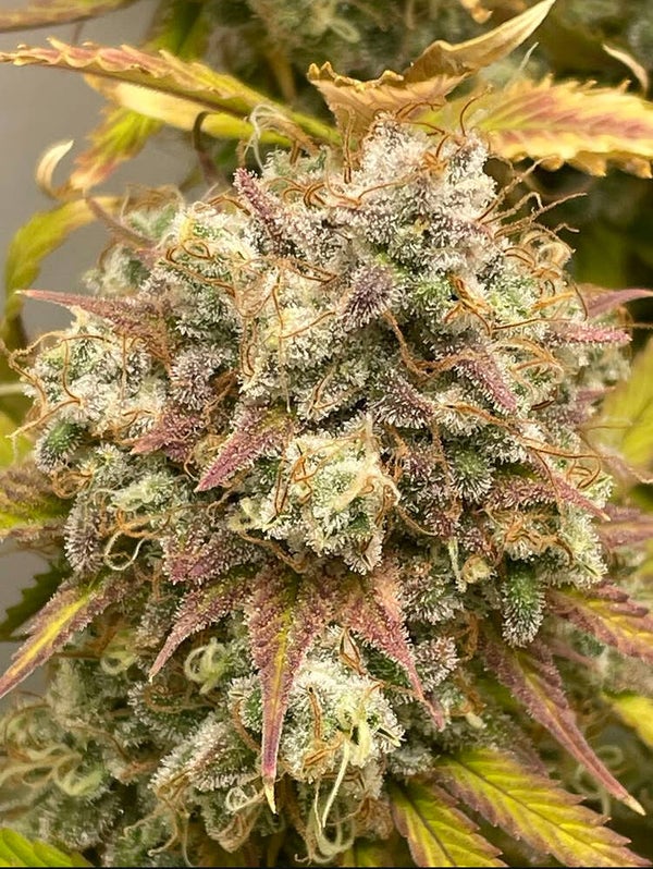 Honey berry slushy type 2 fast flowering