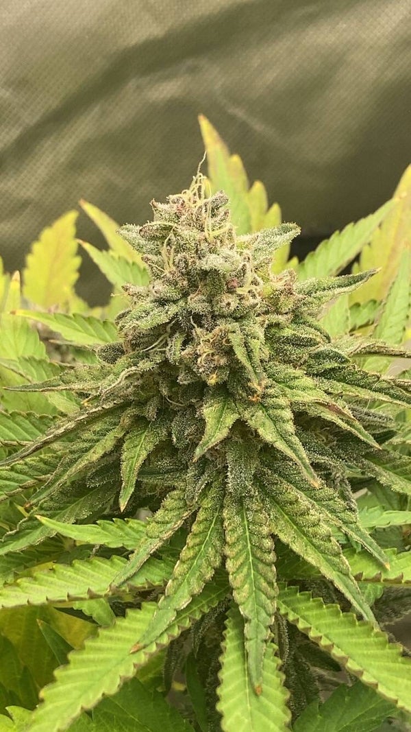 Purple orange sap f3