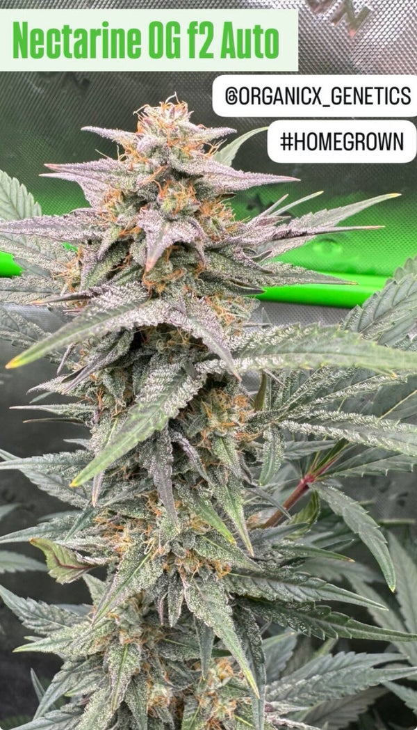 Nectarine OG f2