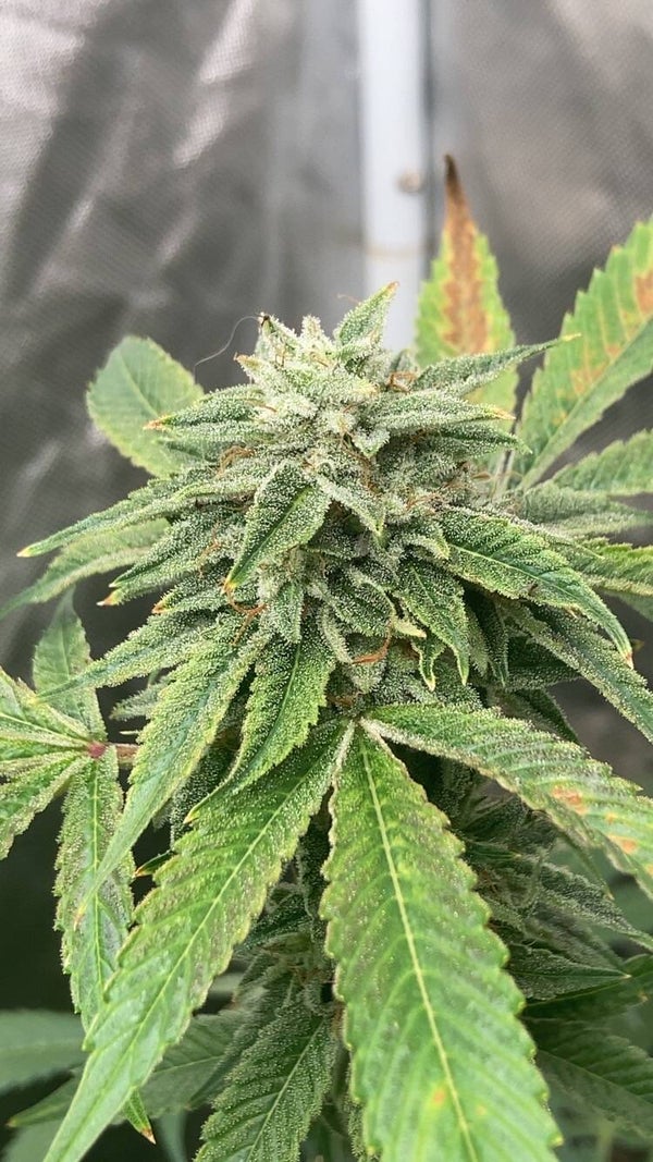 Death star x (chem D x Sensi star bc2)