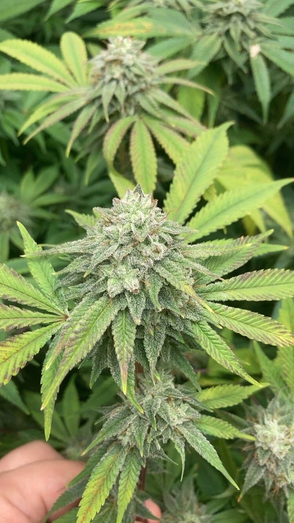 GG4 x (chem D x Sensi star bc2)