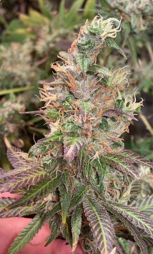Original haze