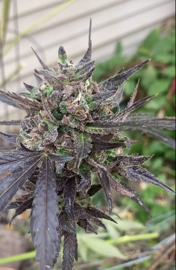 Astro fruit