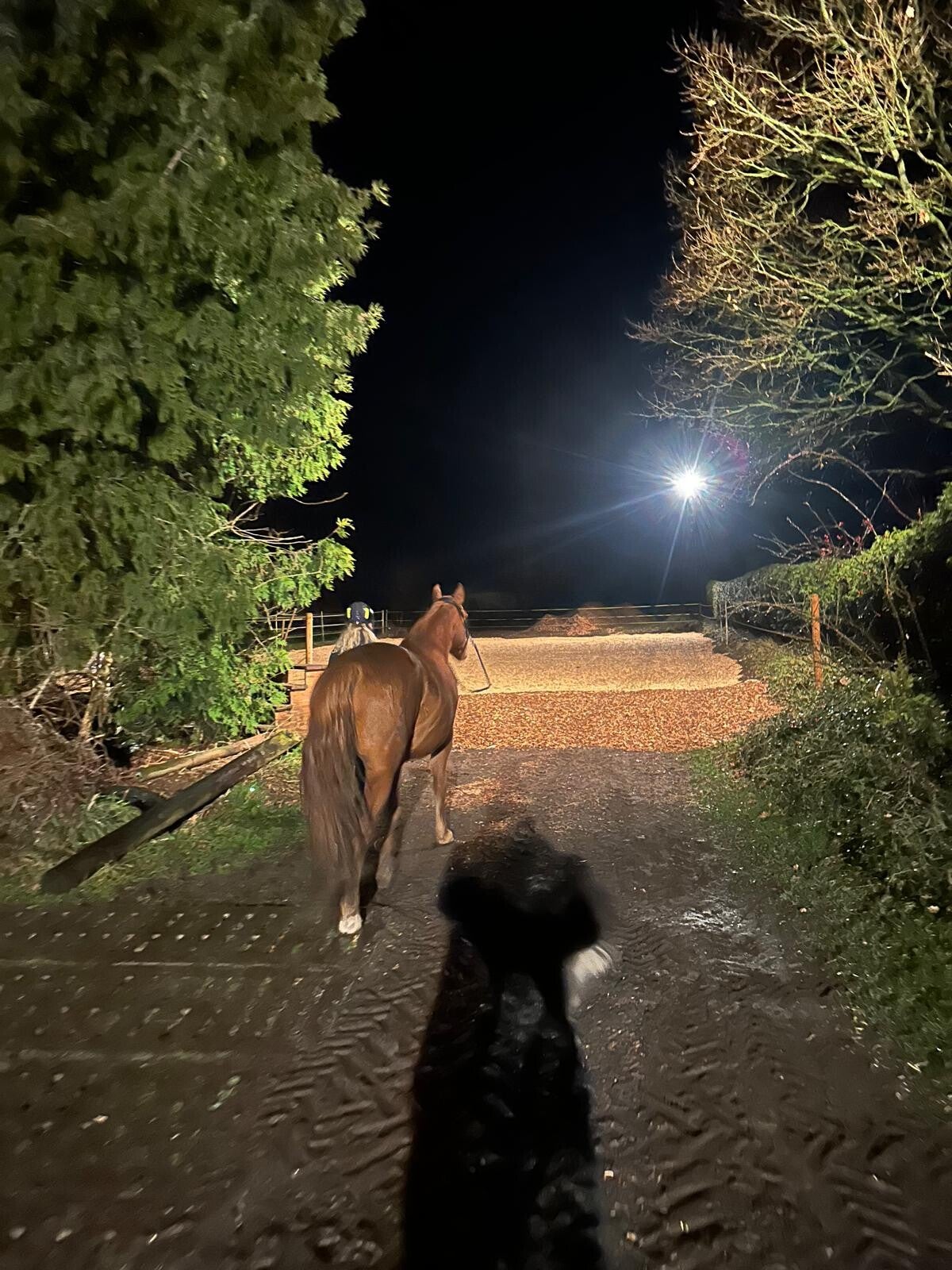 Ganzjährig nutzbarer Reitplatz im Offenstall Familie Obst in Pronstorf-Strenglin