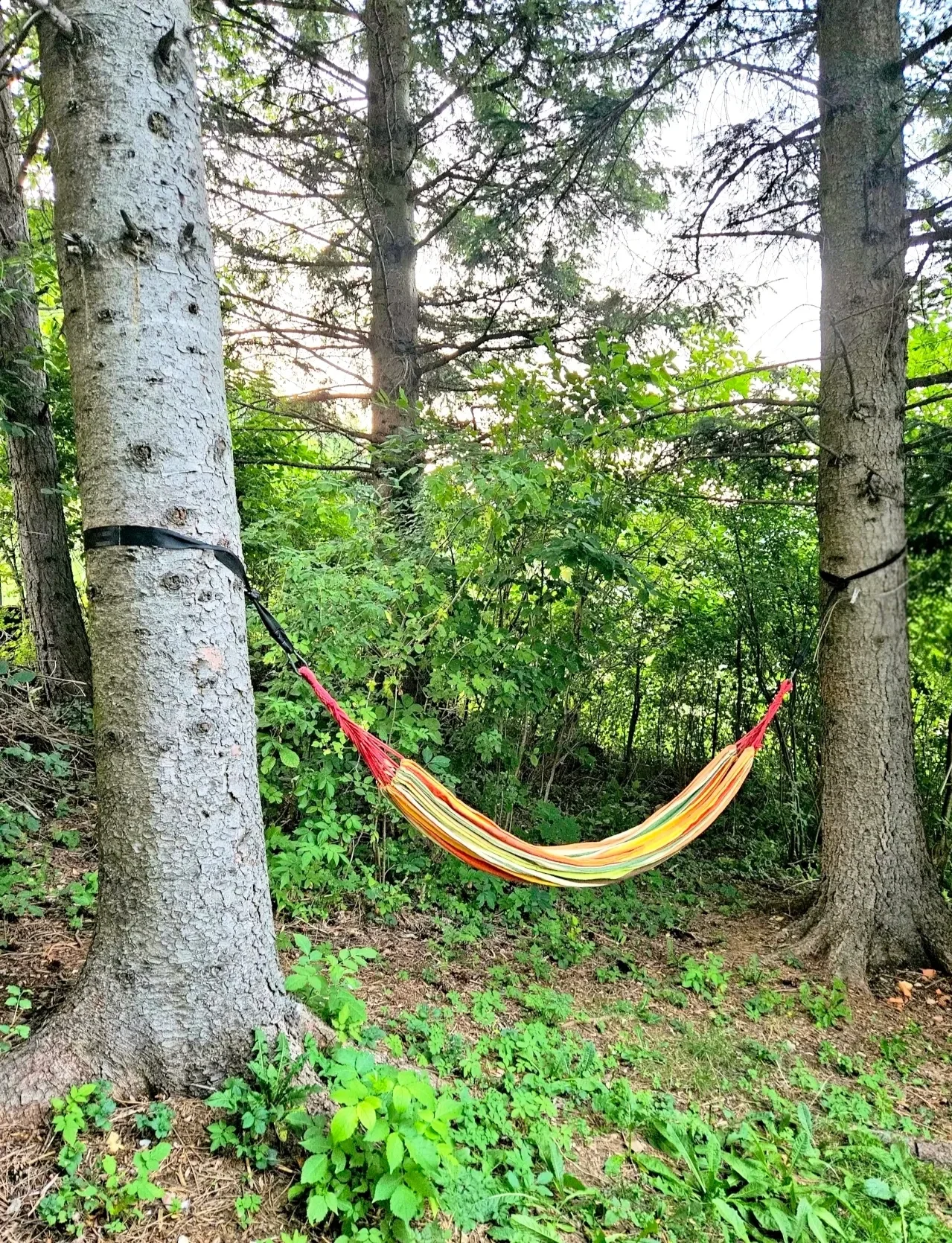 Bunte Hängematte zwischen hohen Nadelbäumen im schattigen Waldgarten des Blockhaus Hengsttal – ideal zum Entspannen in der Natur.