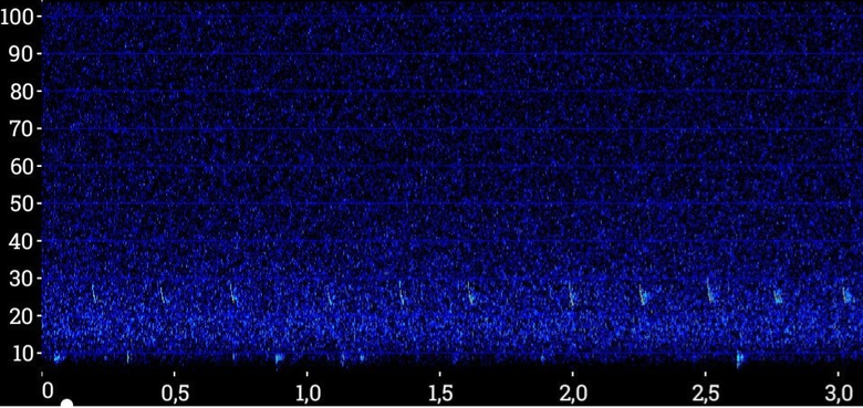 Sonogramme d'une chauve-souris argentée
