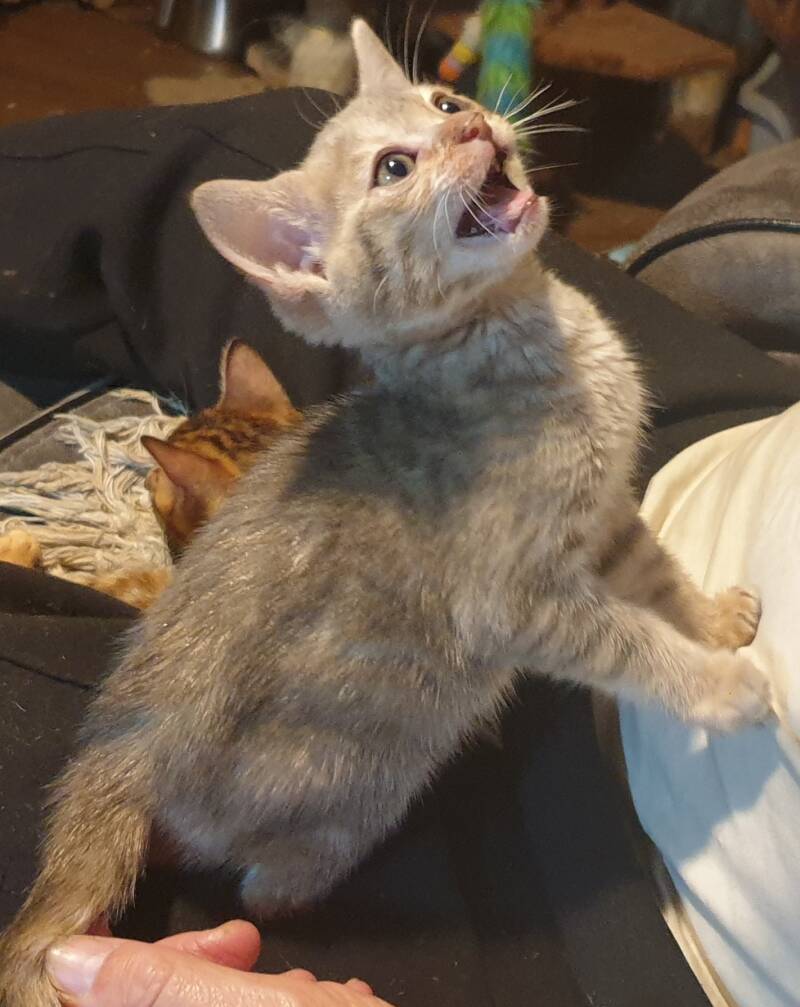 Please may I have MORE