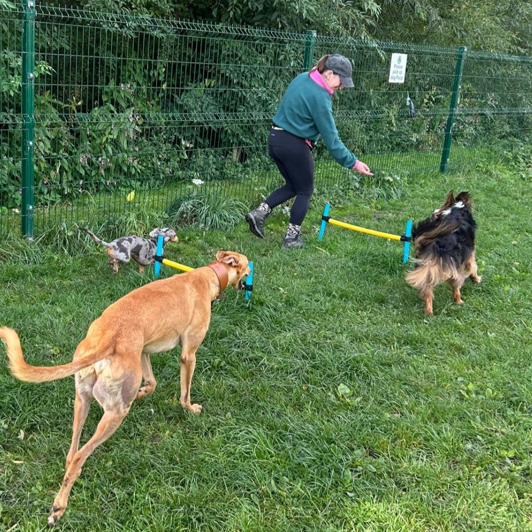 Crystal training 3 dogs on an outdoor agility course