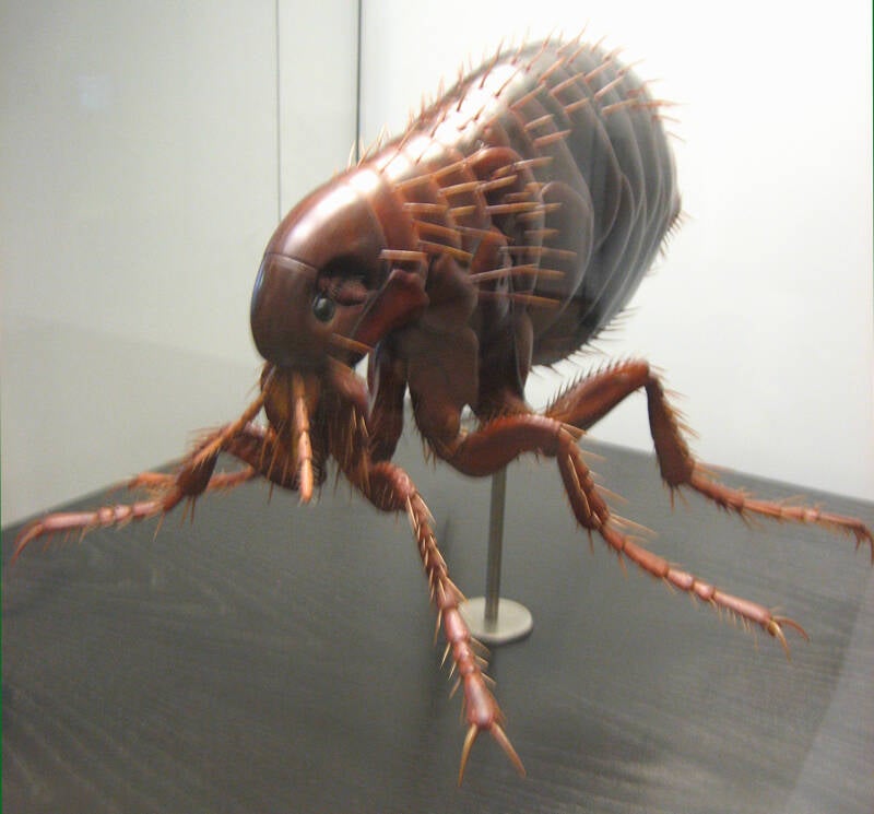 Der gemeine Floh. Museum für Naturkunde (Berlin)