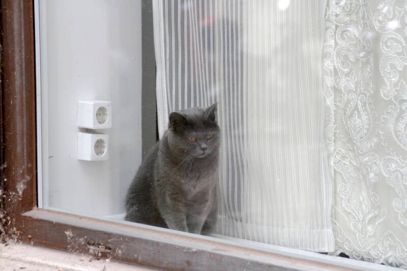 Fritz the cat, Luitpoldstraße, Neu Ulm
