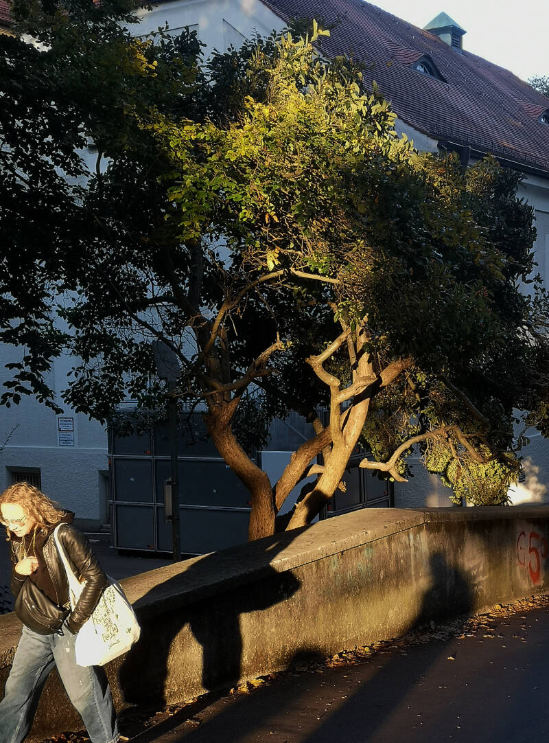 Mensch &amp; Baum Symbiose II