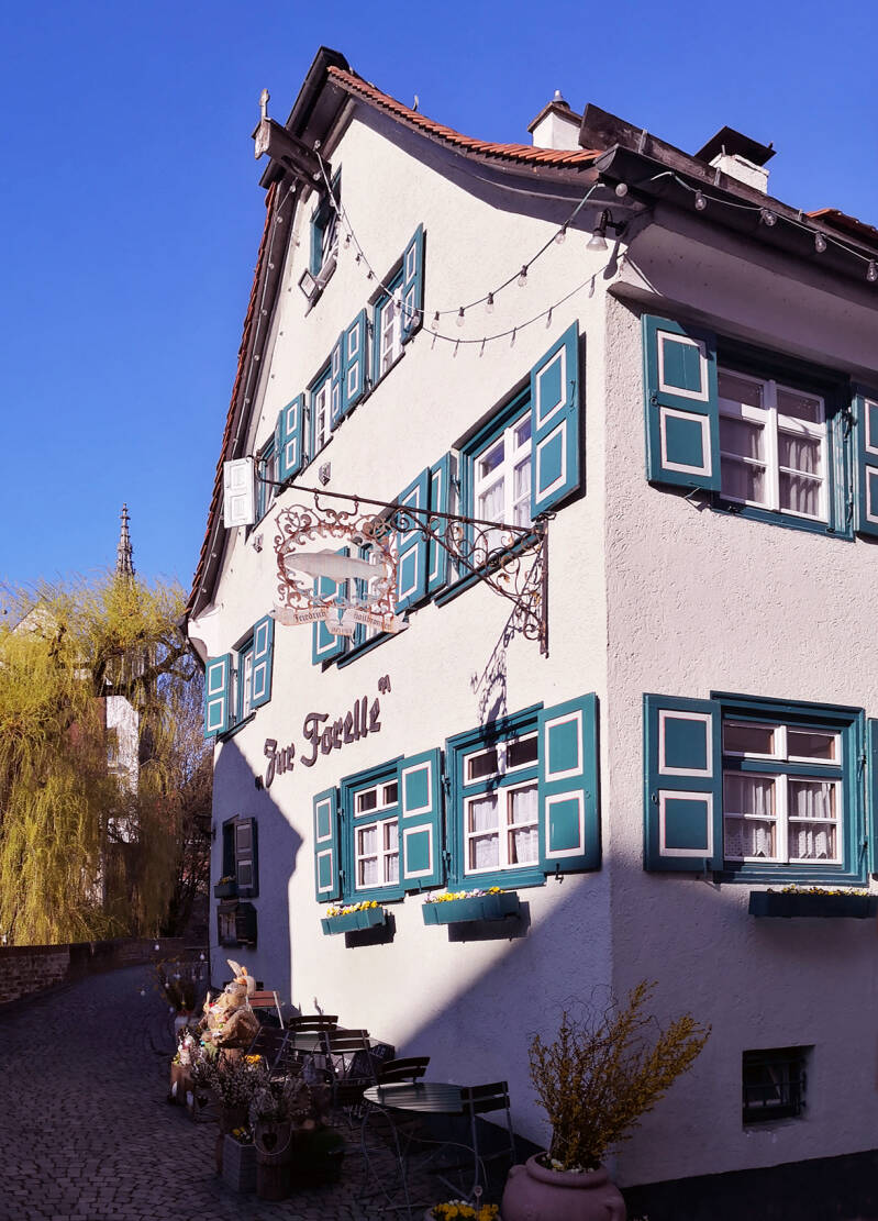 Zur-Forelle