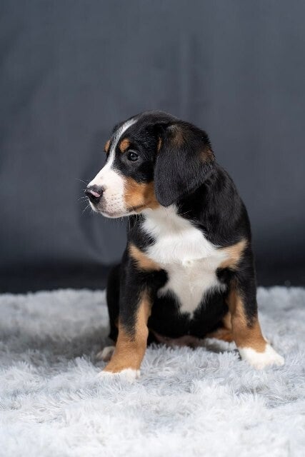 Fil Puppy