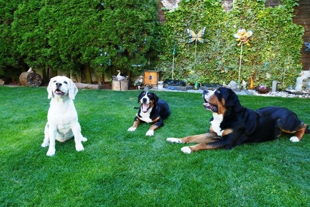 Friends