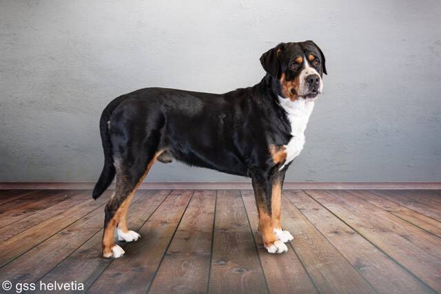 Korona RossiiVasilisk