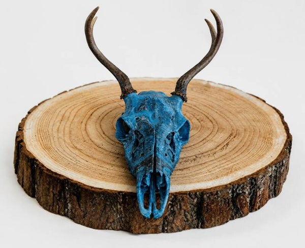 Hand-painted real North American White-Tailed Deer Skull