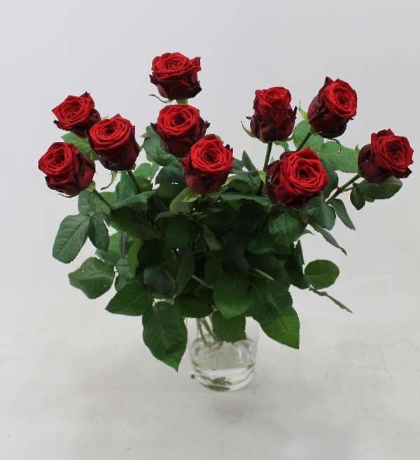 Roos Red Naomi