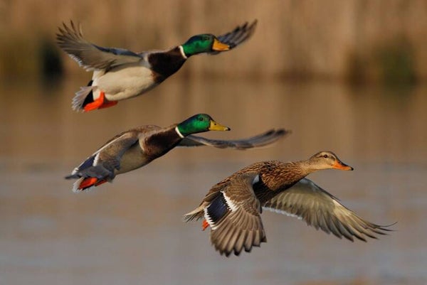 BARF Eend - vleugels