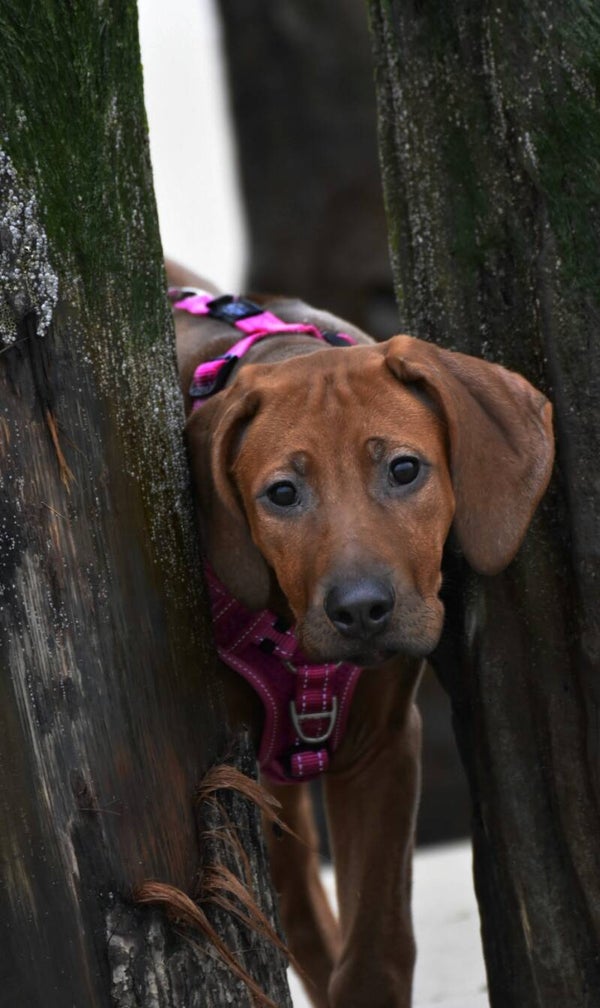 Dogmeat Junior 7  -12 maanden