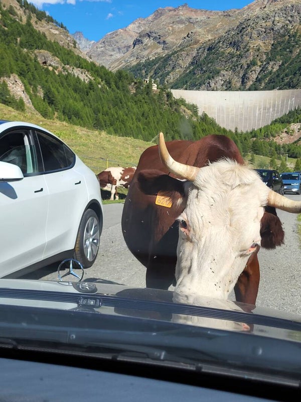 BARF Rund - vlees met bot