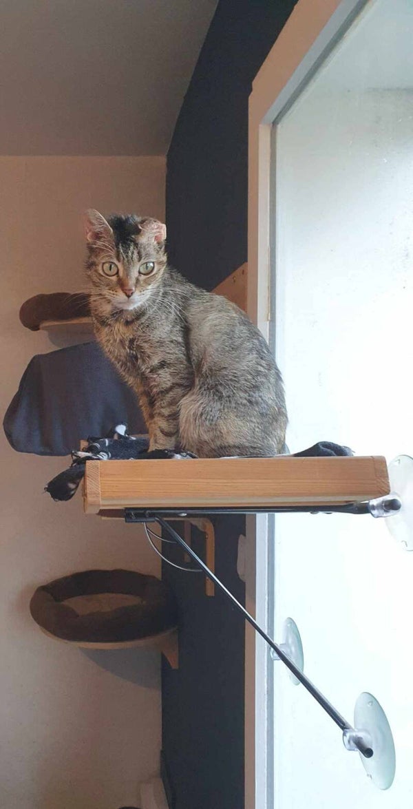 ALINE  a été adoptée le 15 mai 2025