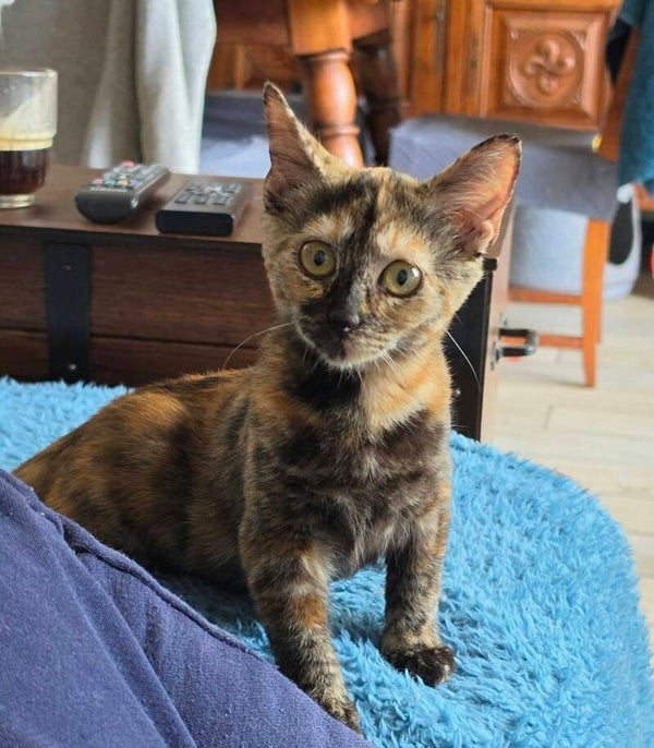 ALINTA