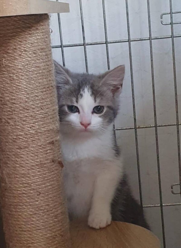 ALPHONSE a rejoint sa famille le 15 mai 2025