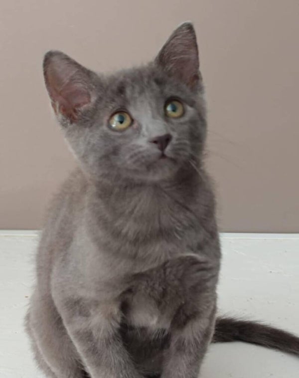 ALTHEA areloint sa famille