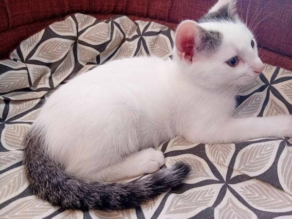 APOLLON a été adopté le 29 septembre