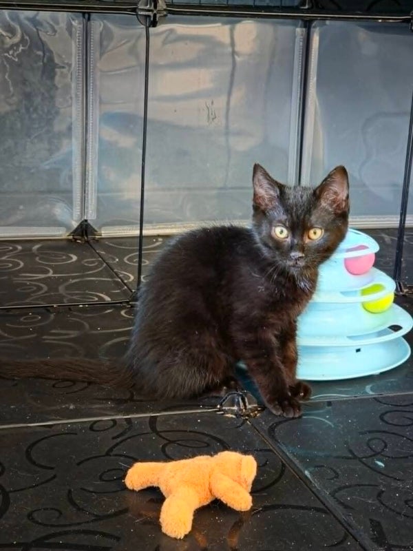 ARCHIE (m)