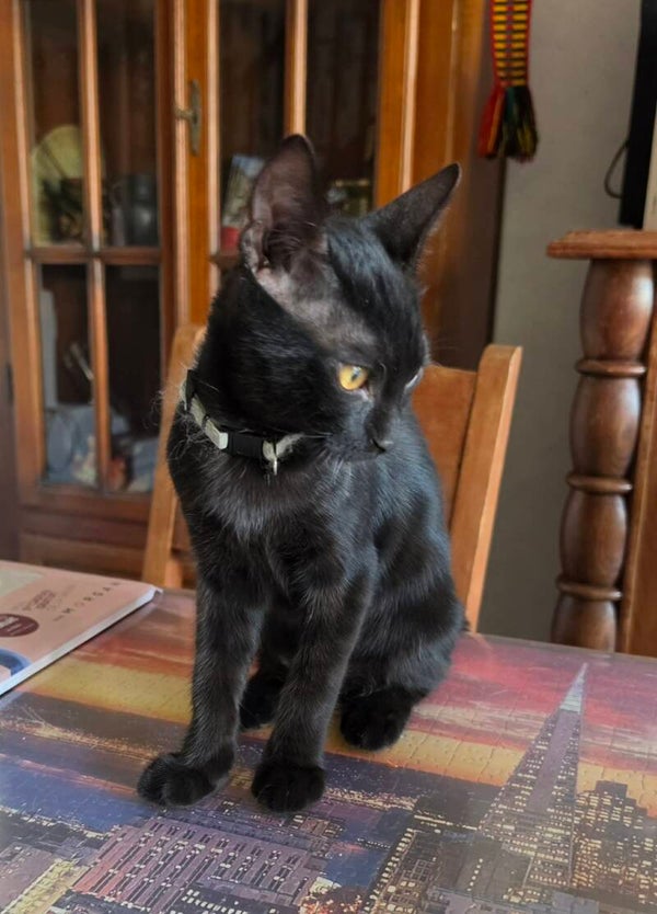 ARCHIE (m)
