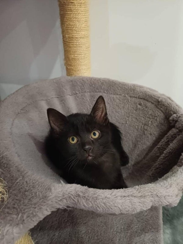 ARES a rejoint sa famille le 6 décembre 2025