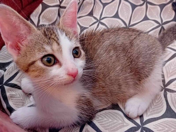 ARTEMIS a été adoptée le 8 septembre 2024