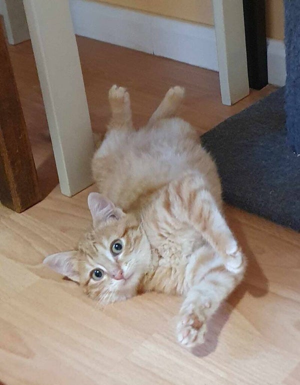 ARTHUR a rejoint sa famille le 11 janvier