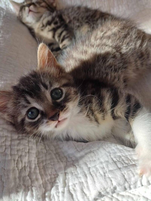 YOSHI a rejoint sa famille le 30 mai 2025