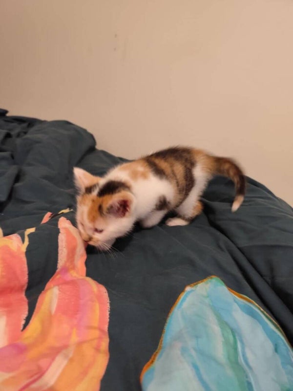 BLANCA a rejoint sa famille le 3 aout 2025