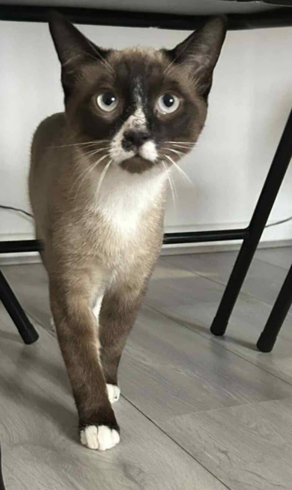 BRETZEL a rejoint sa famille le 13 novembre 2025