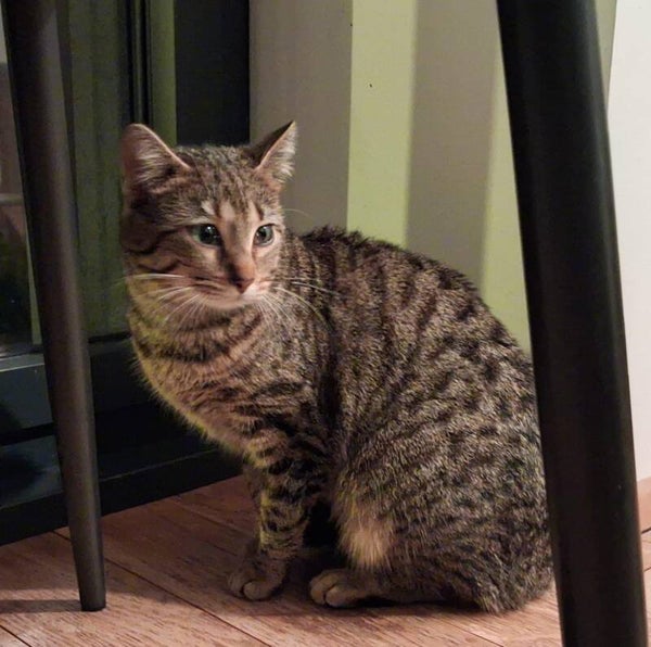 CASSIOPÉE a rejoint sa famille le 7 mars 2026