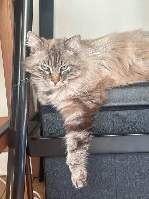 CHOUCHOU a rejoint sa famille le 13 mai 2026