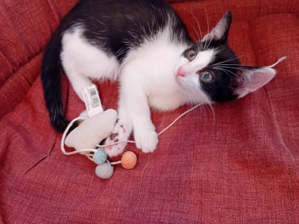 CLIO a été adoptée le 14 septembre